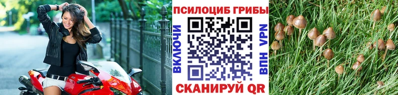 купить Заволжье Галлюциногенные грибы Psilocybe